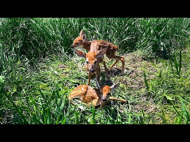 Man brought 3 lost baby deer home. But then something strange happened.