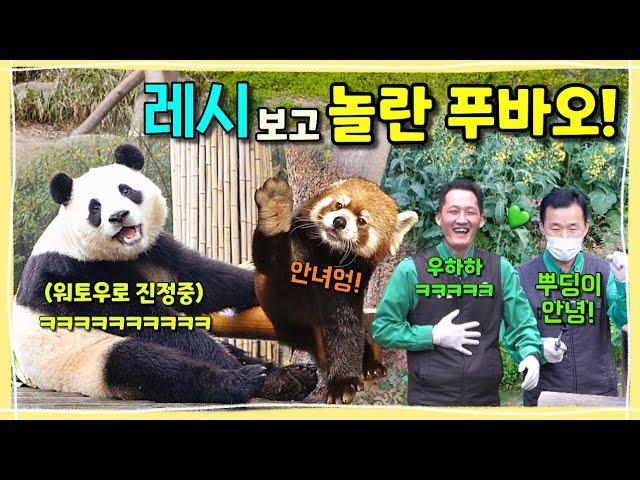 [ep.171] 푸바오가 레시를 보고 깜짝 놀라 도망갔어요!!!/ 네잎클로버 먹는 낭만판다와 장난꾸러기 송장꾸님‍️할부지의 뿌딩이사랑/ 에버랜드 판다월드