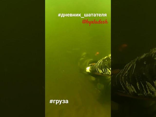 #дневник_шатателя @Byxladesh #груза #подводнаяохота #volga #river #spearfishing #trophy #тренер