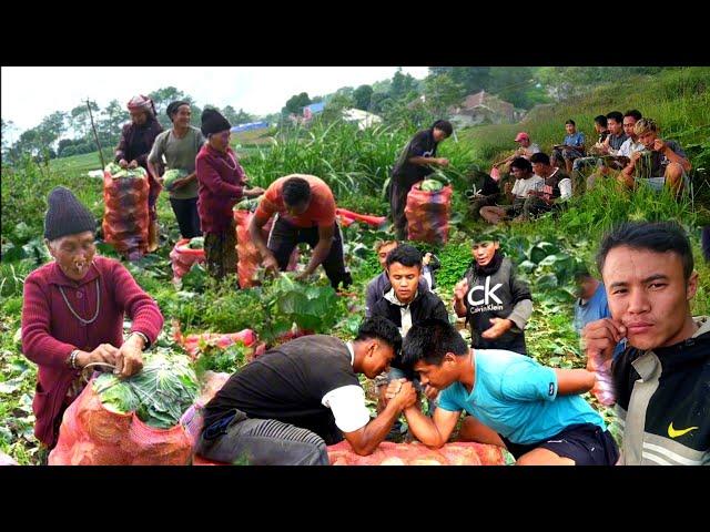 Living Organically, Morning Pastoral Life Nepali Village || Cabbage Harvesting || DB Limbu