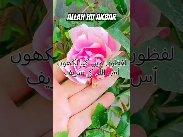 Allah Hu Akbar #islamicvideo #islamicstatus #allahhuakbar #whatsappstatus #youtubeshorts