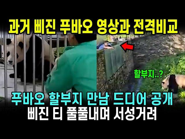 첫공개 "푸바오" 하고 부르자.. 푸바오 단단히 삐진 모습 강철원 사육사 푸바오 중국만남 당시 영상