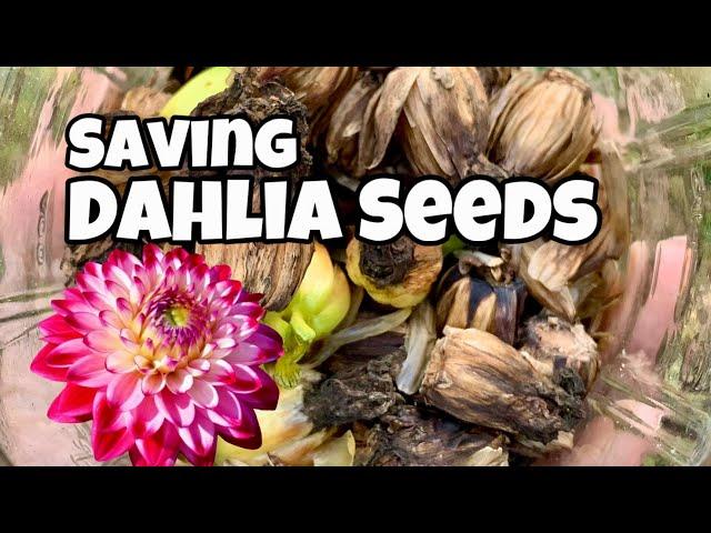 How to Save Dahlia Seeds and Grow New Varieties!