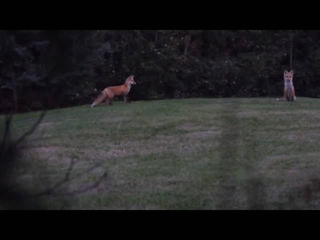 Red Fox Barking