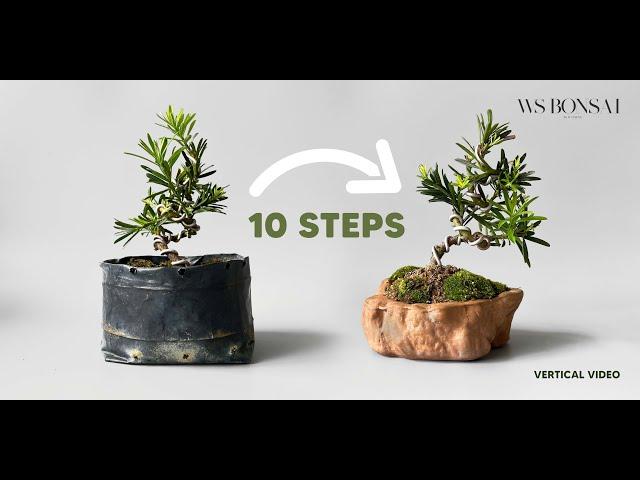 10 easy steps to diy a mini podocarpus bonsai at home [vertical video] 小雀舌盆栽新手教学