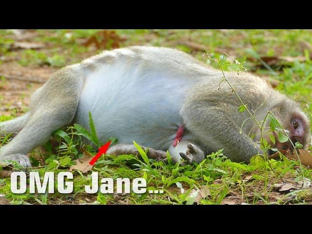 OMG! Pitiful Jane Look So Exhausted Laying On The Ground - Monkey Buzz 744