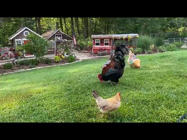 Hot Day in the Chicken Yard