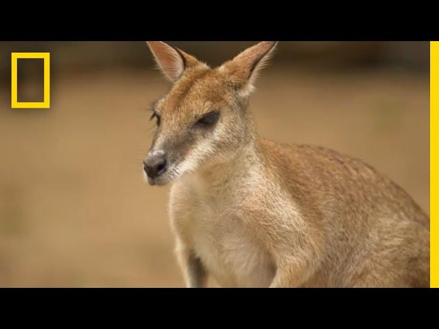 The Kangaroo is the World's Largest Hopping Animal | National Geographic