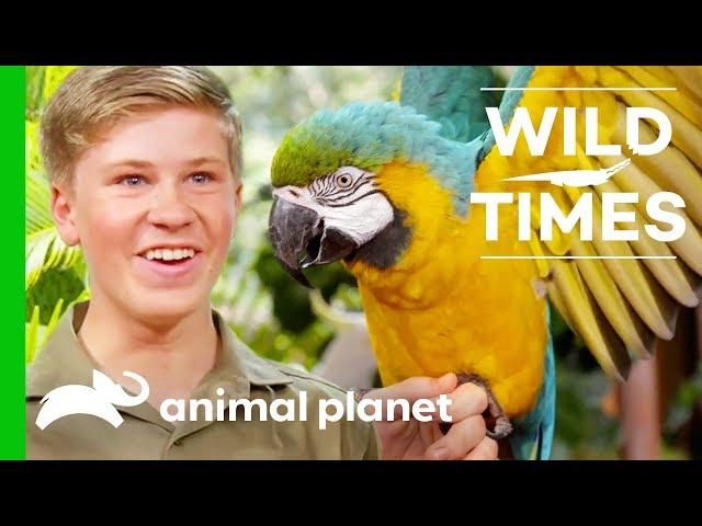 Meet The Majestic Blue And Gold Macaw | Wild Times