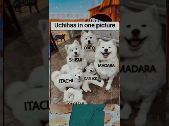 Uchihas full family members #anime #naruto #memes #dasianimex