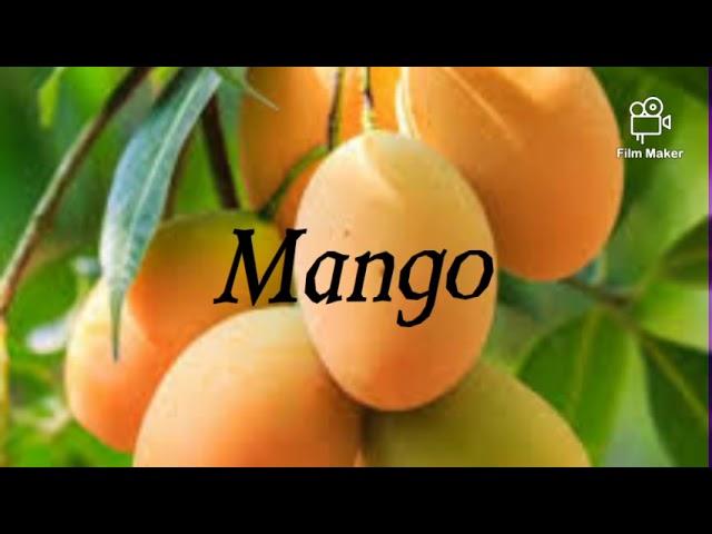 SCIENTIFIC NAME : MANGO