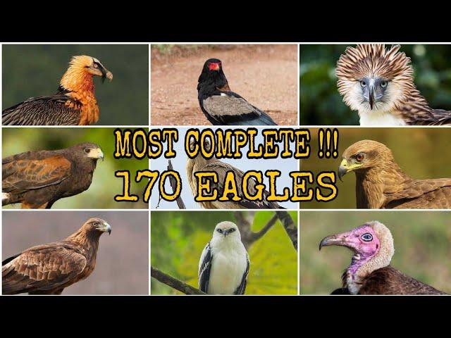 MOST COMPLETE !!! 170 SPECIES OF ACCIPITRIDAE (EAGLE, HAWK, KITE,  BUZZARD AND VULTURE)