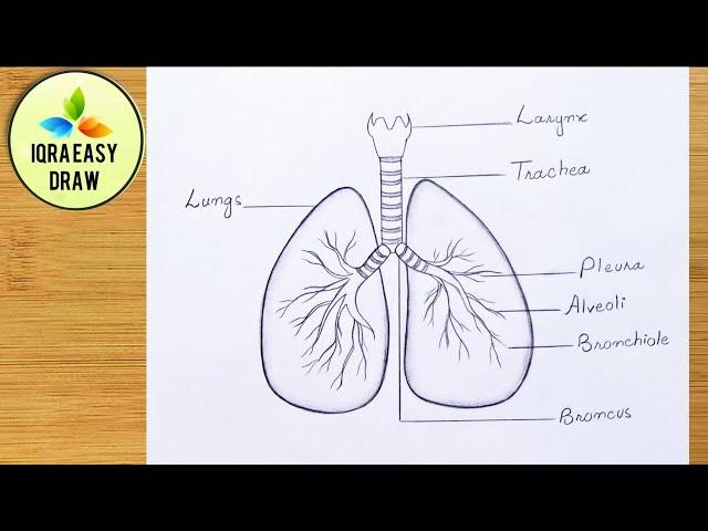 How to draw lungs - very easy for beginners || Lungs Drawing || step by step