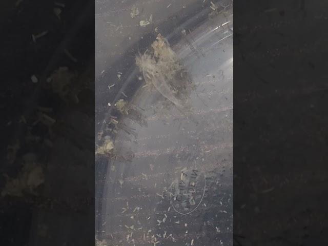 새우 탈피껍질. 두마리가 탈피했네. 누가 했지?