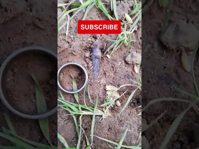 TITANIUM RING FIND |  MINELAB MANTICORE | AIR TEST  ID.#shorts