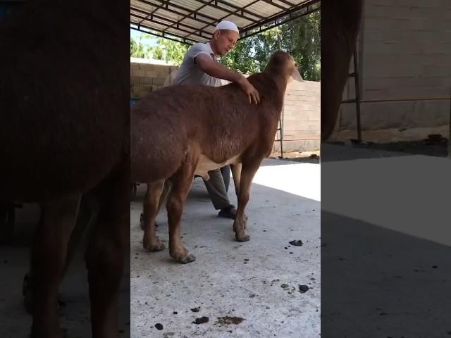 Кочкор по кличке Непобедимый115см #shorts #arashan #gissar #sheep #fermer