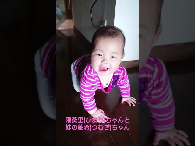 陽葵里(ひまり)ちゃんと妹の紬希(つむぎ)ちゃん。ハイハイてネェネェのところに#陽葵里ちゃん#陽葵里#妹#紬希ちゃん#紬希#ひまりちゃん#ひまり#つむぎちゃん#つむぎ#ハイハイ#9ヶ月#休日#ネェネェ
