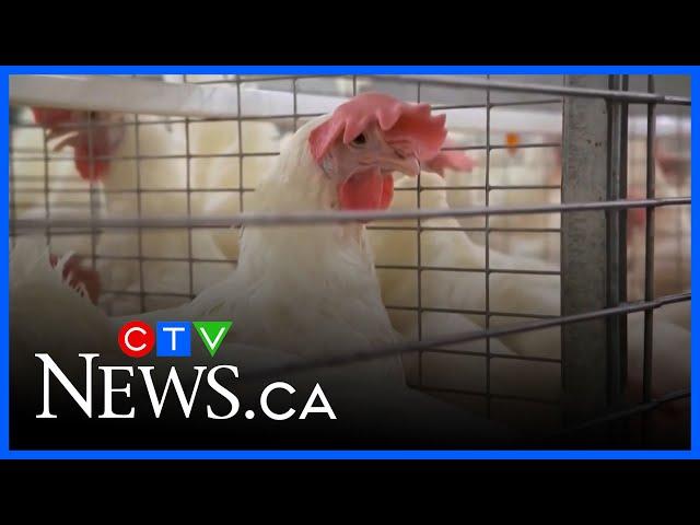Bird flu cases found among poultry in N.S. county