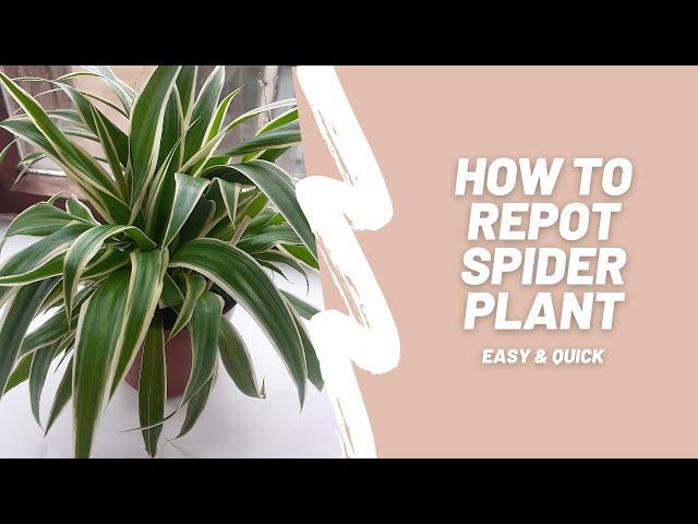 How to repot spider plant | Easy and quick!