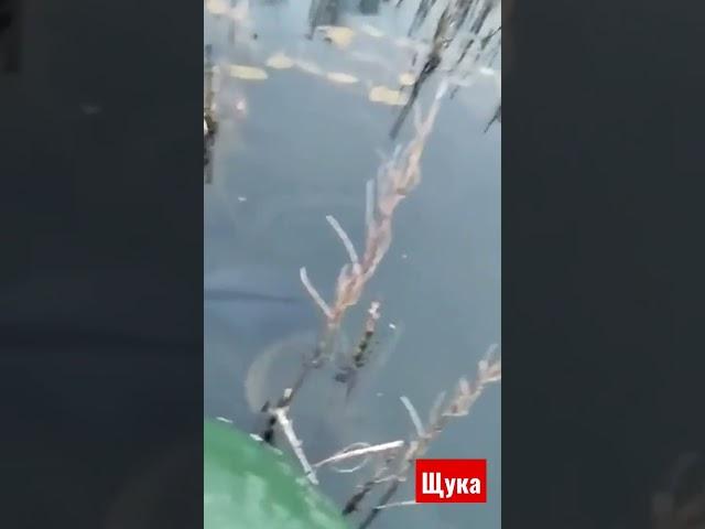 щука  монстр ,рыбалка на  лодке ,отдых ,щука  на  жерлицы