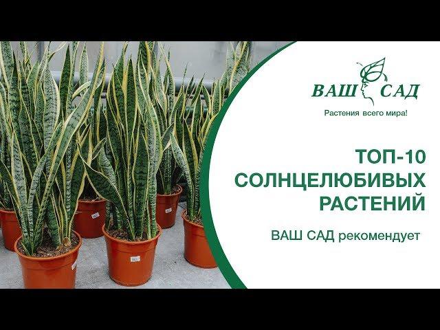 ТОП-10 солнцелюбивых растений. Майя рекомендует. Ваш сад