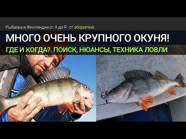 Когда и как поймать много крупного окуня или окуневое эльдорадо в Финляндии