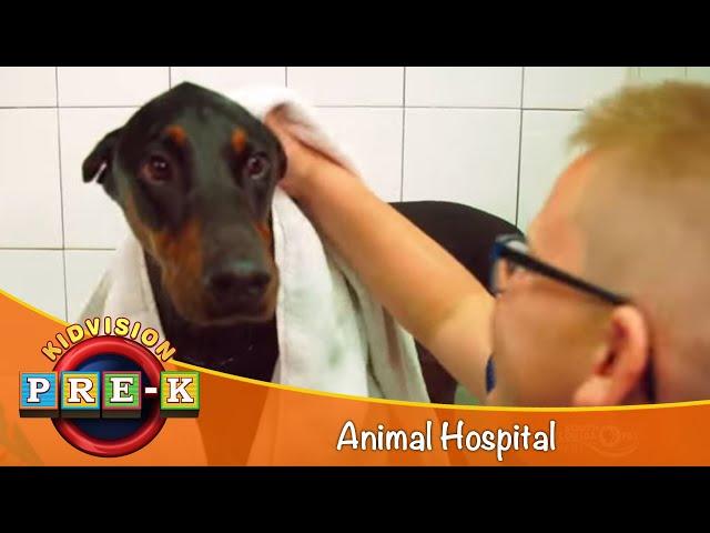 Animal Hospital | Virtual Field Trip | KidVision Pre-K