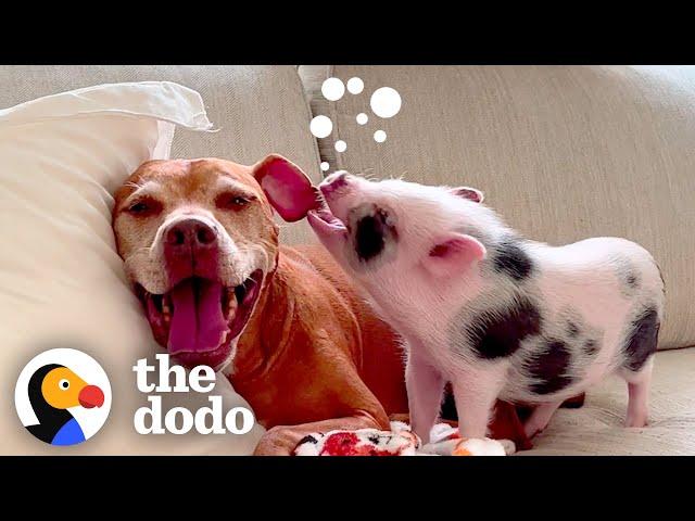 Woman Rescues A Pig From A Pet Store | The Dodo