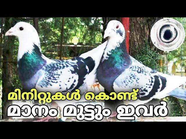 #risingpigeons Kerala Rising pigeons | Pigeons | Rising | Kerala Pigeons