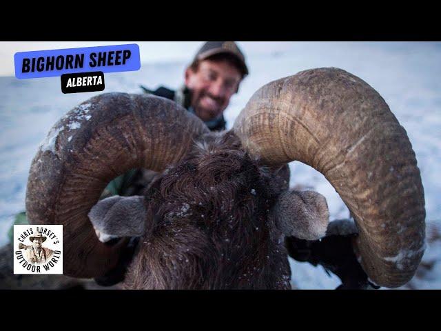 Epic Bighorn Sheep Hunt in Alberta