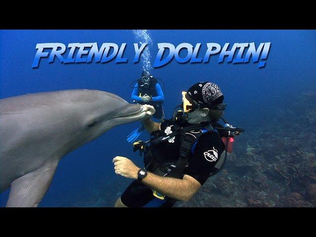 Friendly Bottlenosed Dolphin | JONATHAN BIRD'S BLUE WORLD