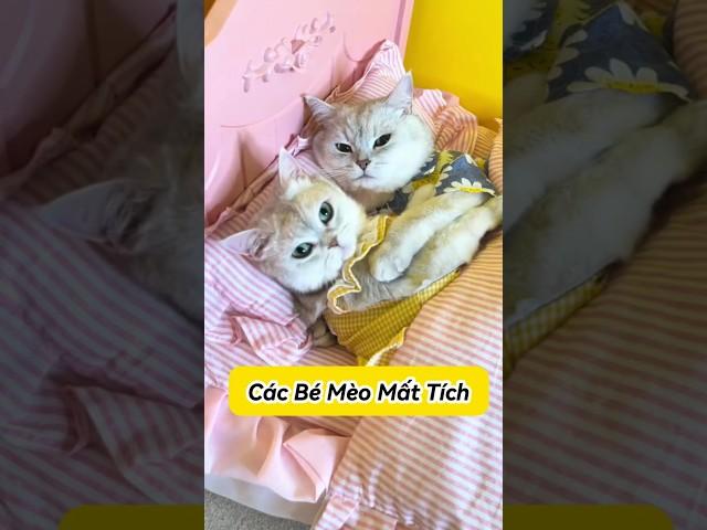 Các Bé Mèo Con Bỗng Nhiên Mất Tích #thúcưng #vậtnuôi #chómèohàihước #funny #pets #cat #cute