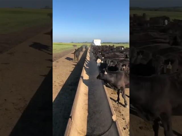 Sunday Morning Feeding in 8 seconds. #farm #beef #cattle