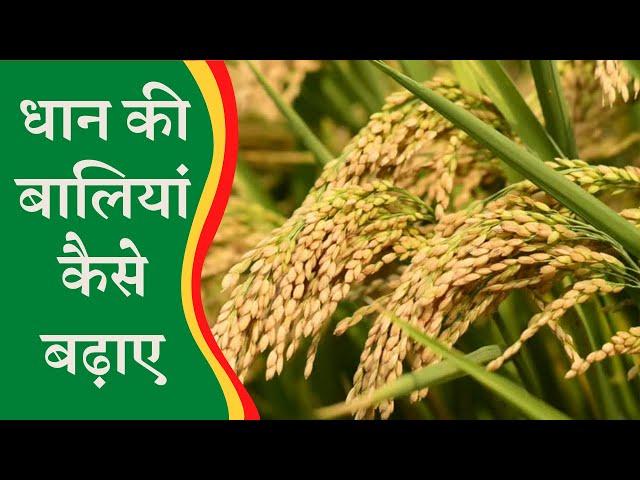 dhan ki bali badhane ka tarika ||  Dhan ki paidawar kaise badhaye #Laxmifarming