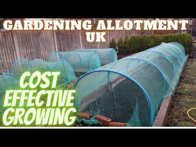 Cost Effective Vegetable Growing [Gardening Allotment UK] [Grow Vegetables At Home ]