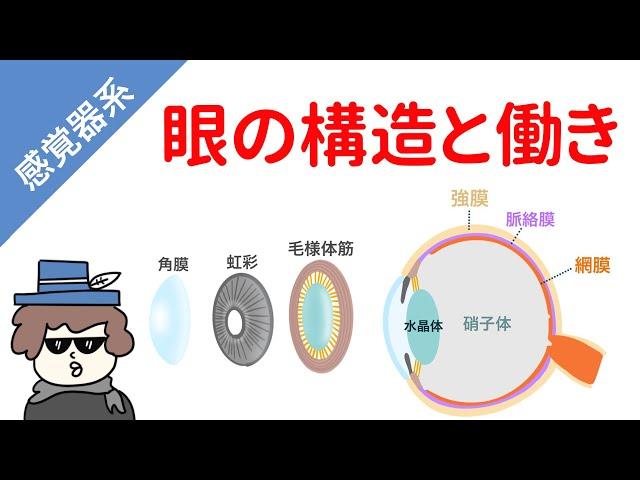 眼の構造と働き（遠近調節、散瞳と縮瞳、網膜の仕組み）