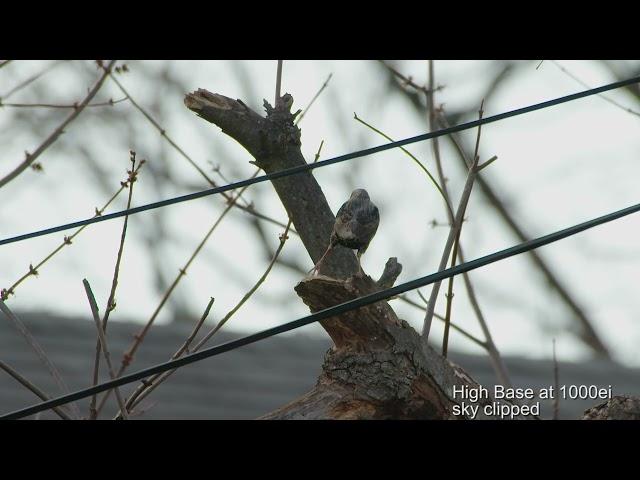 FX9 s16 180fps birds with 50-500mm sigma IS HSM