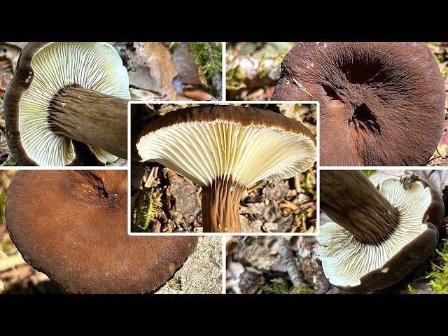 Mohrenkopf-Milchling Verwechslung | Toller aber regional seltener Speisepilz | Lactarius lignyotus