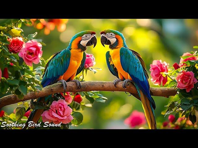 Elegant Sounds of Birds  Piano Music Heals The Heart And Blood Vessels - Relieves Stress.