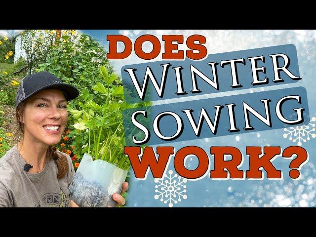 Does Winter Sowing Vegetables Work? The final winter sowing update!