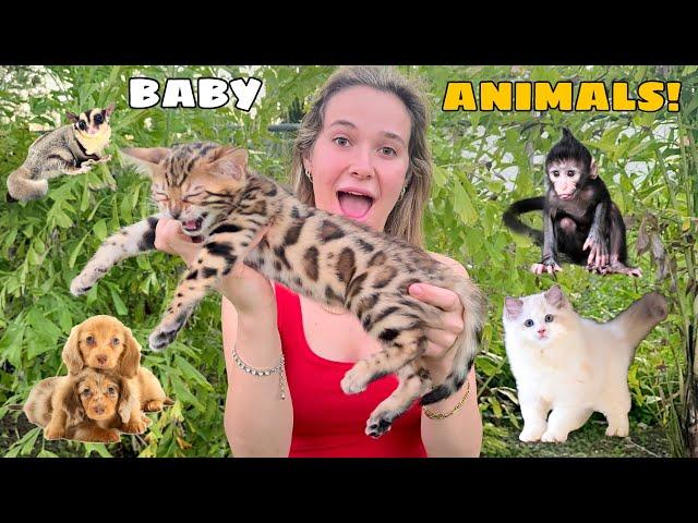 ALL MY BABY ANIMALS IN ONE VIDEO!