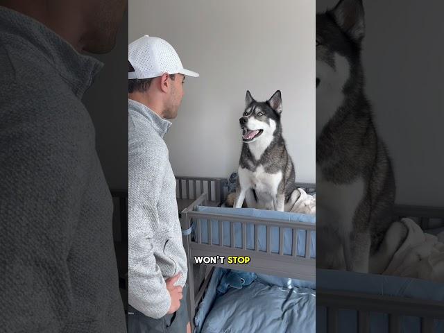 My dogs argue over the top bunk #dog #dogs #husky #huskies