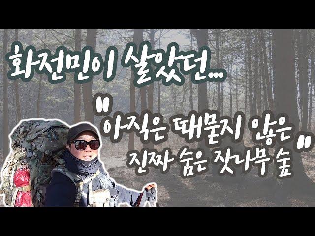 제13화 옛 화전민터 동계백패킹ㅣ아직 때묻지 않은 숨은 잣나무숲 ㅣ영하 -10도 ㅣ 매주 월요일 저녁 6시 30분 업데이트 ㅣ 4K : 24분