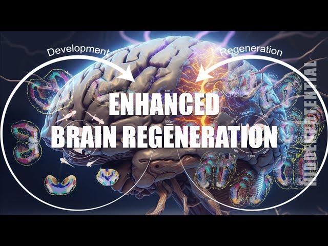 Brain Regeneration and Optimization (Energetically Programmed Audio)