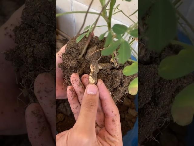 easy way to grow peanuts at home#harvest#shorts#satisfying#ytshorts#peanut#peanuts