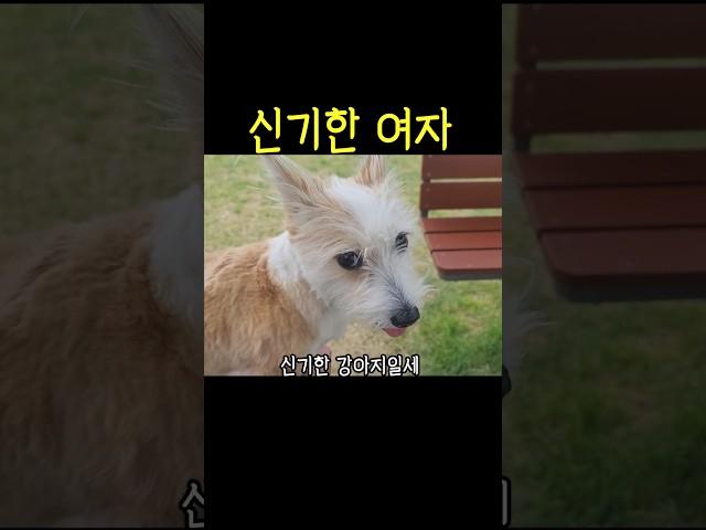 털 많으면 미인이라던데.. #shorts #강아지