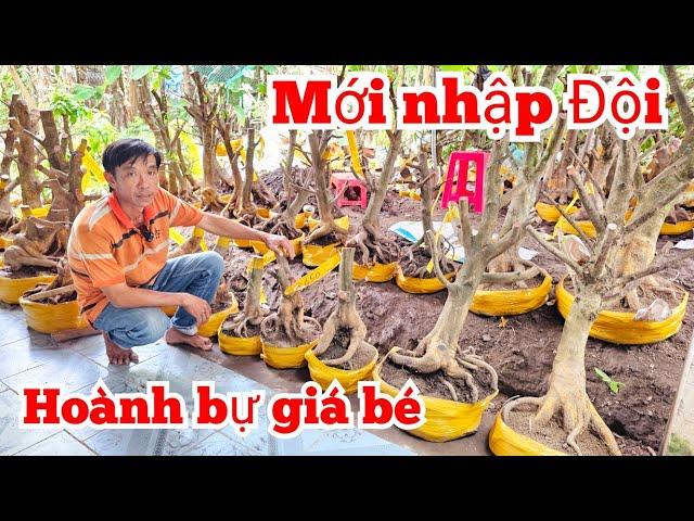 A. Tuấn  O9I9977452 phôi mai vàng 8/11 miền tây tôi yêu (@MaivàngQuêdừa)