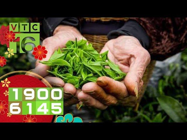 Khi thế giới thưởng thức chè Thái Nguyên | VTC16