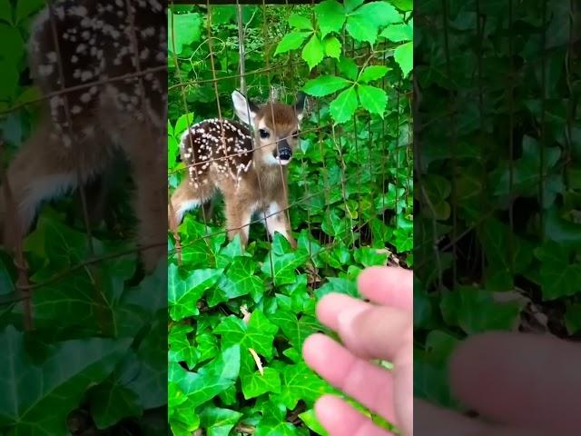 Beautiful small Deer || World of animals 007 #shorts