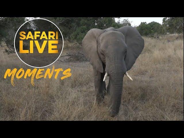 Curious Elephant Comes To Say Hello